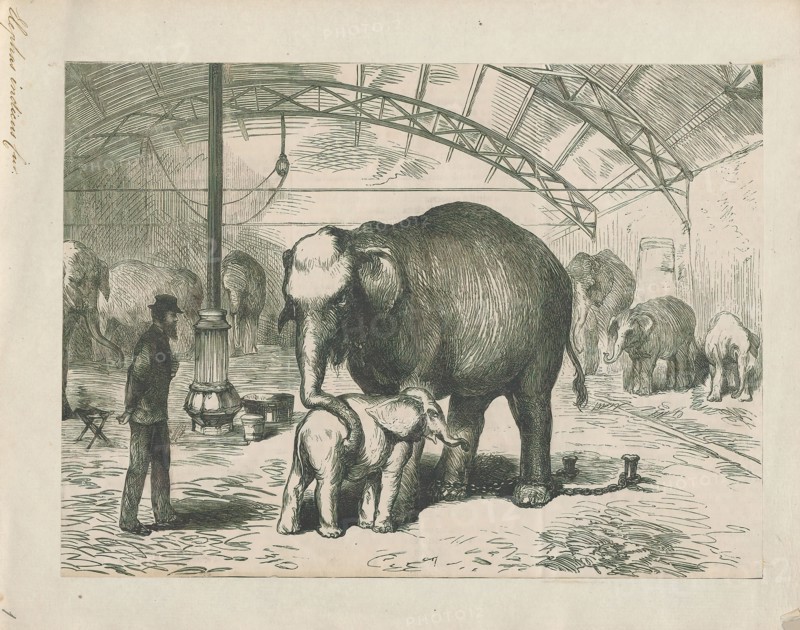 Elephas indicus, Print, Elephas is one of two surviving genera in the family of elephants, Elephantidae, with one surviving species, the Asian elephant, Elephas maximus., 1700-1880
University of Amsterdam