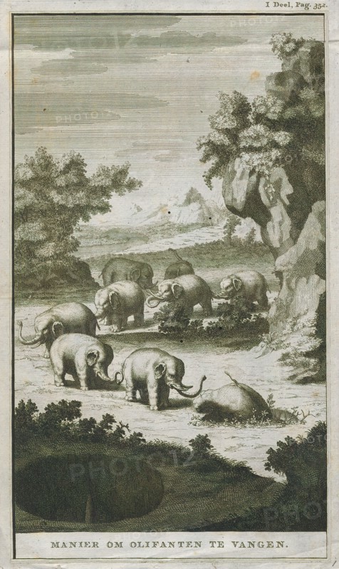 Elephas indicus, Print, Elephas is one of two surviving genera in the family of elephants, Elephantidae, with one surviving species, the Asian elephant, Elephas maximus., 1700-1880
University of Amsterdam
