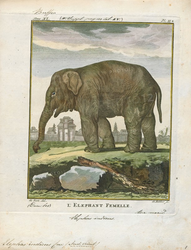 Elephas indicus, Print, Elephas is one of two surviving genera in the family of elephants, Elephantidae, with one surviving species, the Asian elephant, Elephas maximus., 1700-1880
University of Amsterdam