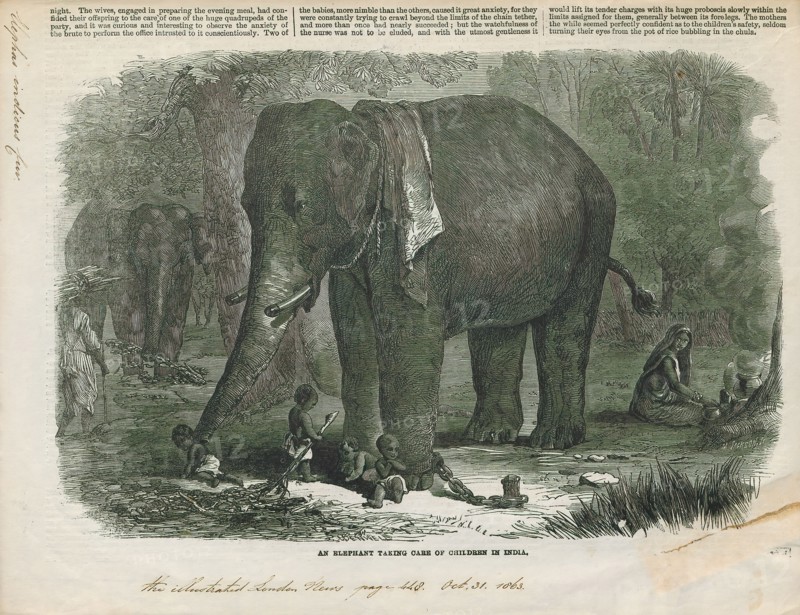 Elephas indicus, Print, Elephas is one of two surviving genera in the family of elephants, Elephantidae, with one surviving species, the Asian elephant, Elephas maximus., 1863
University of Amsterdam