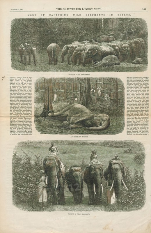Elephas indicus, Print, Elephas is one of two surviving genera in the family of elephants, Elephantidae, with one surviving species, the Asian elephant, Elephas maximus., 1864
University of Amsterdam