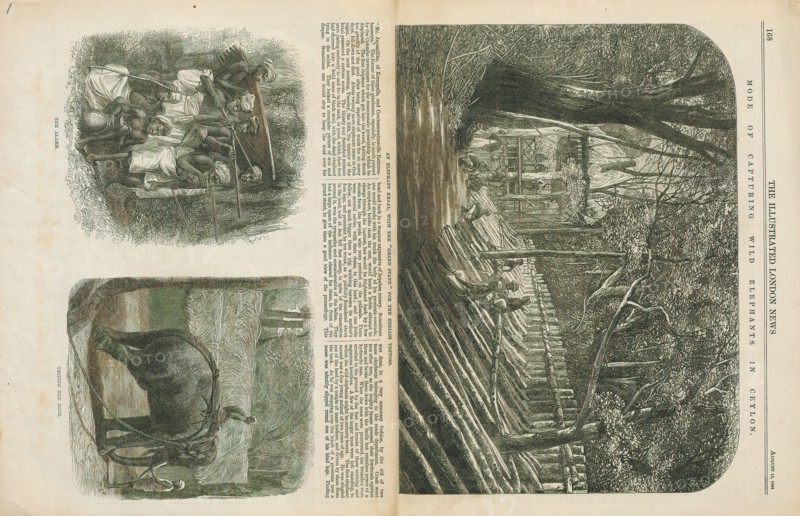 Elephas indicus, Print, Elephas is one of two surviving genera in the family of elephants, Elephantidae, with one surviving species, the Asian elephant, Elephas maximus., 1864
University of Amsterdam