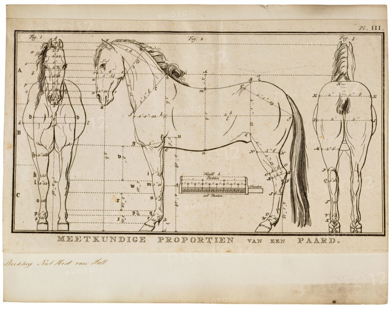 Equus caballus, Print, The horse (Equus ferus caballus) is one of two extant subspecies of Equus ferus. It is an odd-toed ungulate mammal belonging to the taxonomic family Equidae. The horse has evolved over the past 45 to 55 million years from a small multi-toed creature, Eohippus, into the large, single-toed animal of today. Humans began domesticating horses around 4000 BC, and their domestication is believed to have been widespread by 3000 BC. Horses in the subspecies caballus are domesticated, although some domesticated populations live in the wild as feral horses. These feral populations are not true wild horses, as this term is used to describe horses that have never been domesticated, such as the endangered Przewalski's horse, a separate subspecies, and the only remaining true wild horse. There is an extensive, specialized vocabulary used to describe equine-related concepts, covering everything from anatomy to life stages, size, colors, markings, breeds, locomotion, and behavior...