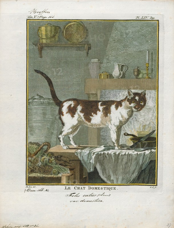 Felis catus domesticus, Print, The cat (Felis catus) is a small carnivorous mammal. It is the only domesticated species in the family Felidae and often referred to as the domestic cat to distinguish it from wild members of the family. The cat is either a house cat or a farm cat, which are pets, or a feral cat, which ranges freely and avoids human contact. A house cat is valued by humans for companionship and for its ability to hunt rodents. About 60 cat breeds are recognized by various cat registries., 1700-1880
University of Amsterdam