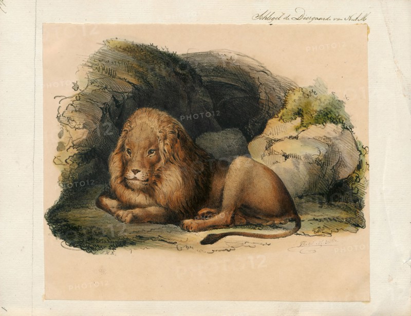 Felis leo, Print, The lion (Panthera leo) is a species in the family Felidae; it is a muscular, deep-chested cat with a short, rounded head, a reduced neck and round ears, and a hairy tuft at the end of its tail. It is sexually dimorphic; male lions have a prominent mane, which is the most recognisable feature of the species. With a typical head-to-body length of 184–208 cm (72–82 in) they are larger than females at 160–184 cm (63–72 in). It is a social species, forming groups called prides. A lion pride consists of a few adult males, related females and cubs. Groups of female lions usually hunt together, preying mostly on large ungulates. The lion is an apex and keystone predator, although some lions scavenge when opportunities occur and have been known to hunt humans, although the species typically does not., 1842-1849
University of Amsterdam