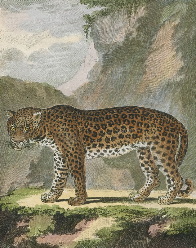 Felis pardus, Print, The leopard (Panthera pardus) is one of the five extant species in the genus Panthera, a member of the Felidae. It occurs in a wide range in sub-Saharan Africa, in small parts of Western and Central Asia, on the Indian subcontinent to Southeast and East Asia. It is listed as Vulnerable on the IUCN Red List because leopard populations are threatened by habitat loss and fragmentation, and are declining in large parts of the global range. In Hong Kong, Singapore, Kuwait, Syria, Libya, Tunisia and most likely in Morocco, leopard populations have already been extirpated. Contemporary records suggest that the leopard occurs in only 25% of its historical global range. Leopards are hunted illegally, and their body parts are smuggled in the wildlife trade for medicinal practices and decoration., 1700-1880
University of Amsterdam
