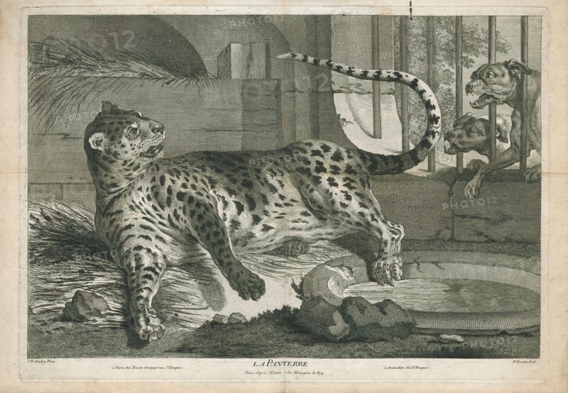 Felis pardus, Print, The leopard (Panthera pardus) is one of the five extant species in the genus Panthera, a member of the Felidae. It occurs in a wide range in sub-Saharan Africa, in small parts of Western and Central Asia, on the Indian subcontinent to Southeast and East Asia. It is listed as Vulnerable on the IUCN Red List because leopard populations are threatened by habitat loss and fragmentation, and are declining in large parts of the global range. In Hong Kong, Singapore, Kuwait, Syria, Libya, Tunisia and most likely in Morocco, leopard populations have already been extirpated. Contemporary records suggest that the leopard occurs in only 25% of its historical global range. Leopards are hunted illegally, and their body parts are smuggled in the wildlife trade for medicinal practices and decoration., 1700-1880
University of Amsterdam