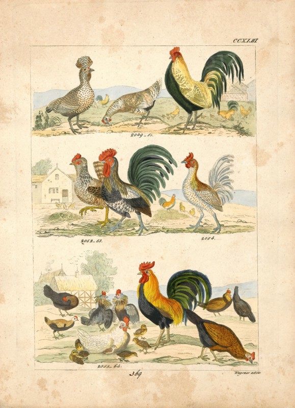 Gallus ferrugineus, Print, 1820-1863
University of Amsterdam