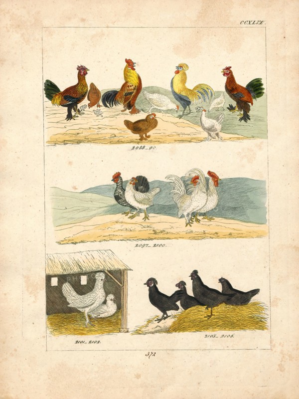 Gallus ferrugineus, Print, 1820-1863
University of Amsterdam