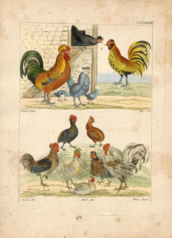 Gallus ferrugineus, Print, 1820-1863
University of Amsterdam