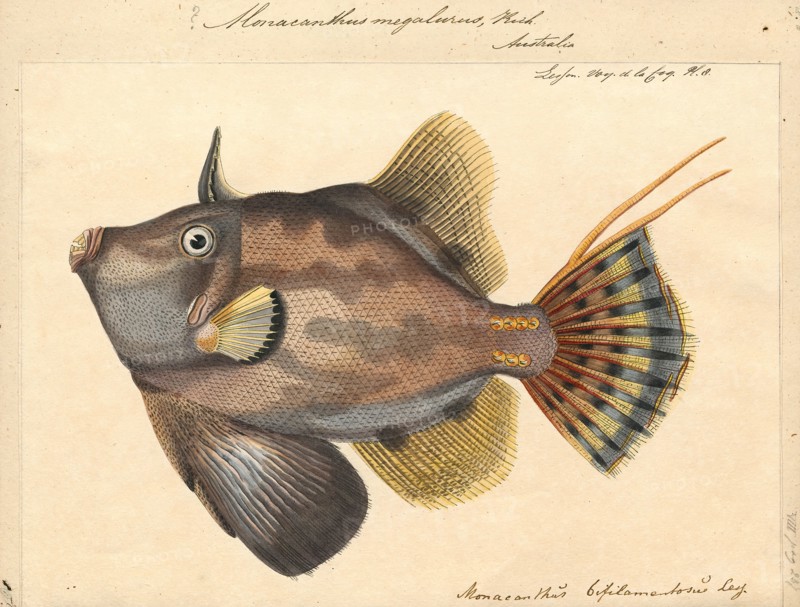 Monacanthus megalurus, Print, 1700-1880
University of Amsterdam