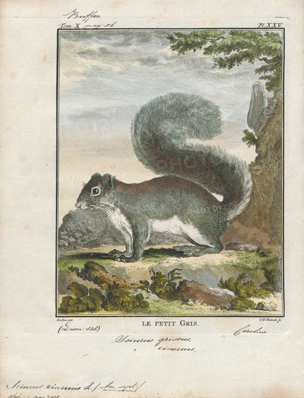 Sciurus cinereus, Print, The genus Sciurus contains most of the common, bushy-tailed squirrels in North America, Europe, temperate Asia, Central America and South America., 1700-1880
University of Amsterdam