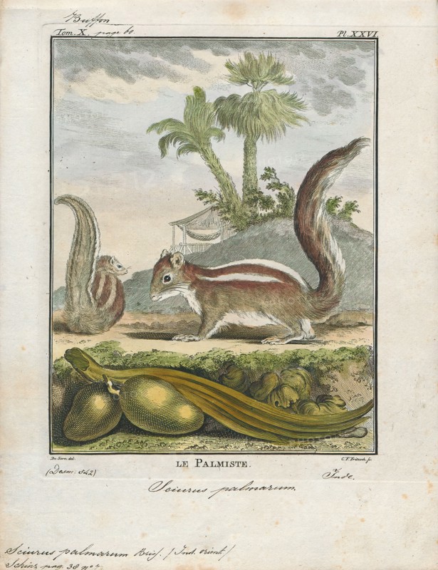 Sciurus palmarum, Print, The genus Sciurus contains most of the common, bushy-tailed squirrels in North America, Europe, temperate Asia, Central America and South America., 1700-1880
University of Amsterdam