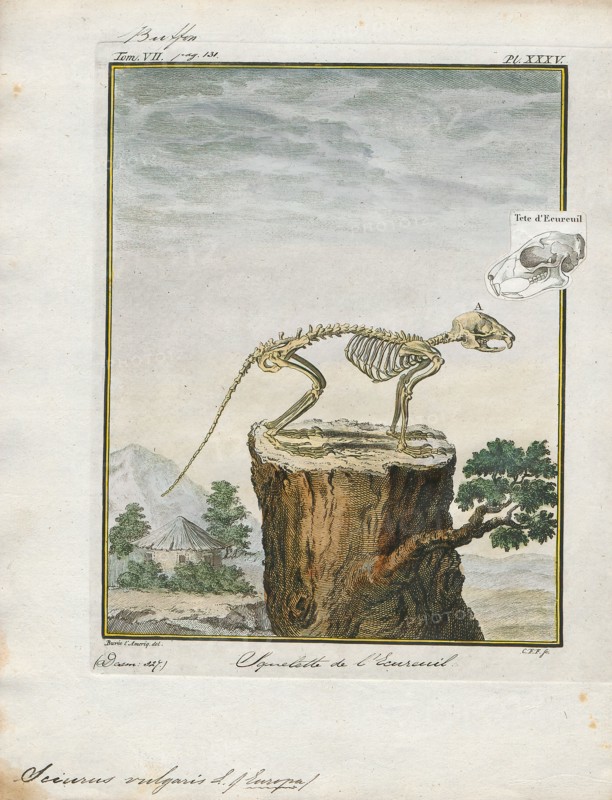Sciurus vulgaris, Print, The red squirrel or Eurasian red squirrel (Sciurus vulgaris) is a species of tree squirrel in the genus Sciurus common throughout Eurasia. The red squirrel is an arboreal, omnivorous rodent., 1700-1880
University of Amsterdam