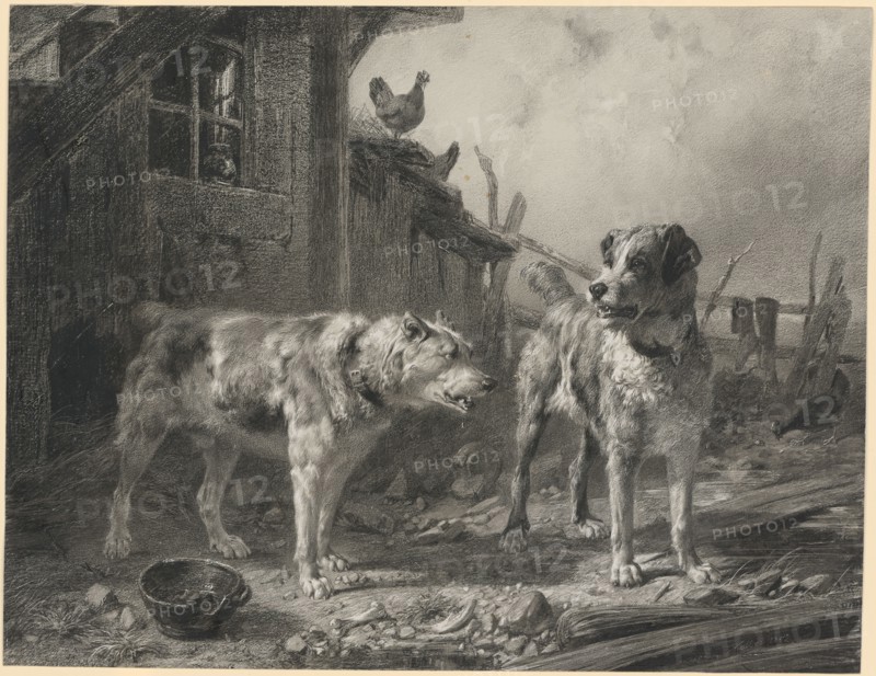 Neighboring dogs, 1852, litho crayon on paper pelé, leaf: 31.9 x 40.5 cm, U. r., signed and dated: Koller 1852, Johann Rudolf Koller, Zürich 1828–1905 Zürich