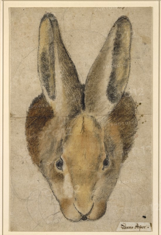 Rabbit from the front, pen in black, black and colored chalks, drawn by pencil, mounted, sheet: 22.3 x 14.2 cm, not marked, Hans Asper, (?), Zürich um 1499–1571 Zürich, Anonym, Schweiz, 16. Jh.