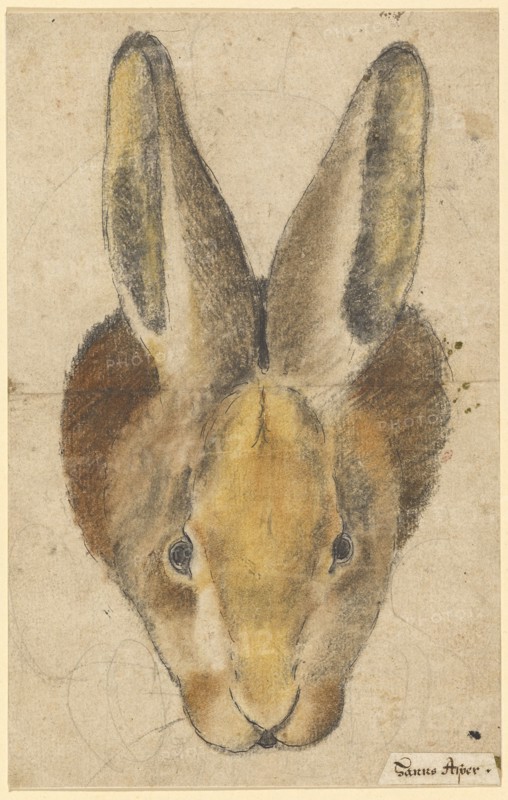Rabbit from the front, pen in black, black and colored chalks, drawn by pencil, mounted, sheet: 22.3 x 14.2 cm, not marked, Hans Asper, (?), Zürich um 1499–1571 Zürich, Anonym, Schweiz, 16. Jh.