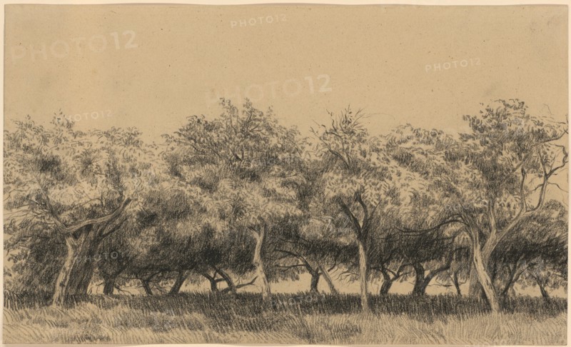 Verger Normand (Orchard in Normandy), c. 1867/75, black chalk, sheet: 19.4 x 32.6 cm, unsigned, Charles-François Daubigny, Paris 1817–1878 Paris