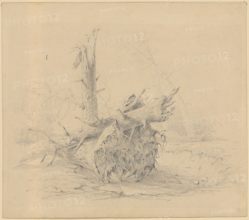Uprooted and splintered fir trunks, pencil, leaf: 28 x 31.9 cm, unmarked, Johann Jakob (II.) Ulrich, Andelfingen/Zürich 1798–1877 Zürich