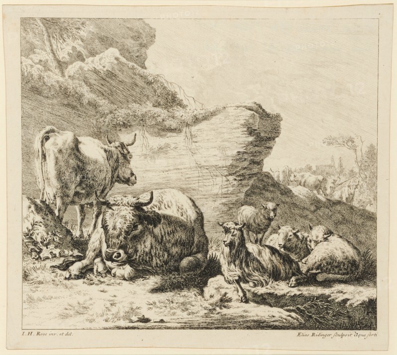 Bull and cow with goat and sheep, 1724-1728, etching, sheet: 27.8 x 31.2 cm |, Plate: 25.9 x 31.7 cm, in the plate u., l, ., designated: I.H., Roos inv. Et del ., u, ., r., Elias Ridinger sculpsit Aqua forti, Johann Elias Ridinger, Radierer, Ulm 1698–1767 Augsburg, Johann Heinrich Roos, Zeichner, Otterberg 1631–1685 Frankfurt a. M.