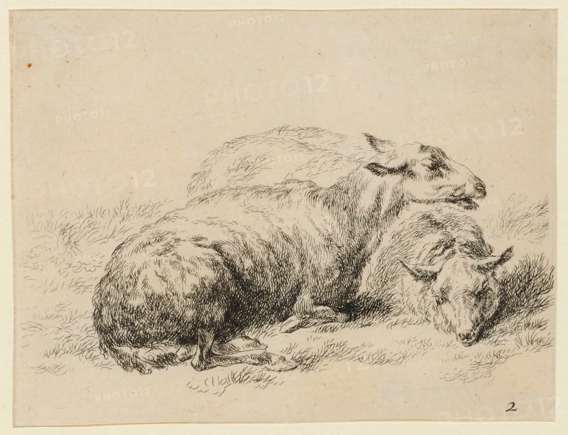Two lying sheep, etching, sheet: 10.3 x 13 cm, in the plate u., r., numbered: 2, Nicolaes (Claes Pietersz.) Berchem, Haarlem 1620–1683 Amsterdam