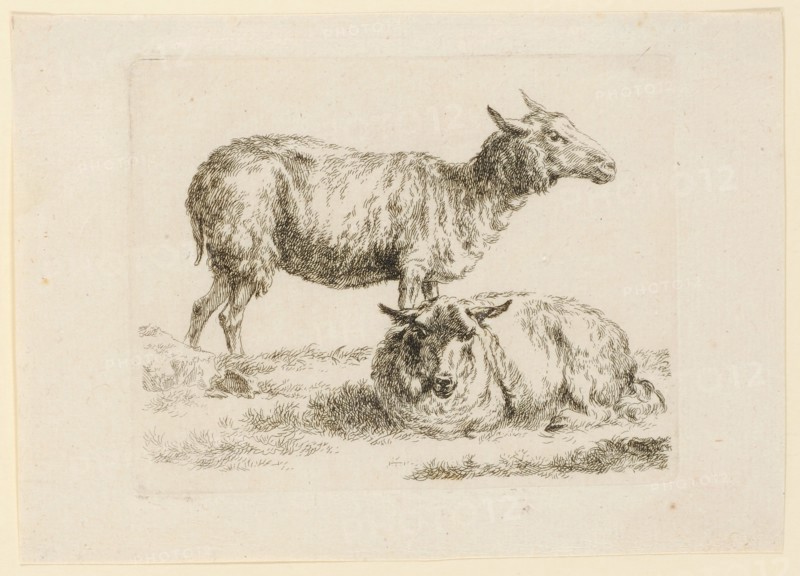 Standing and lying sheep, etching, sheet: 12.9 x 18.2 cm |, Plate: 10.3 x 13 cm, Not marked, Nicolaes (Claes Pietersz.) Berchem, Haarlem 1620–1683 Amsterdam