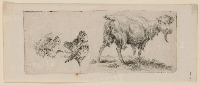 Study sheet with standing goat on the left and a donkey and sheep's head on the right (standing upside down), etching, sheet: 8.2 x 20.6 cm |, Plate: 6.6 x 16.8 cm, Not marked, Nicolaes (Claes Pietersz.) Berchem, (?), Haarlem 1620–1683 Amsterdam
