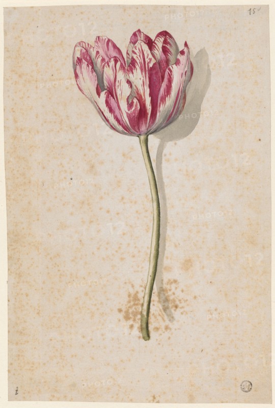 Red and white speckled tulip, watercolor, leaf: 25 x 16.7 cm, Maria Sibylla Merian, Frankfurt a. M. 1647–1717 Amsterdam