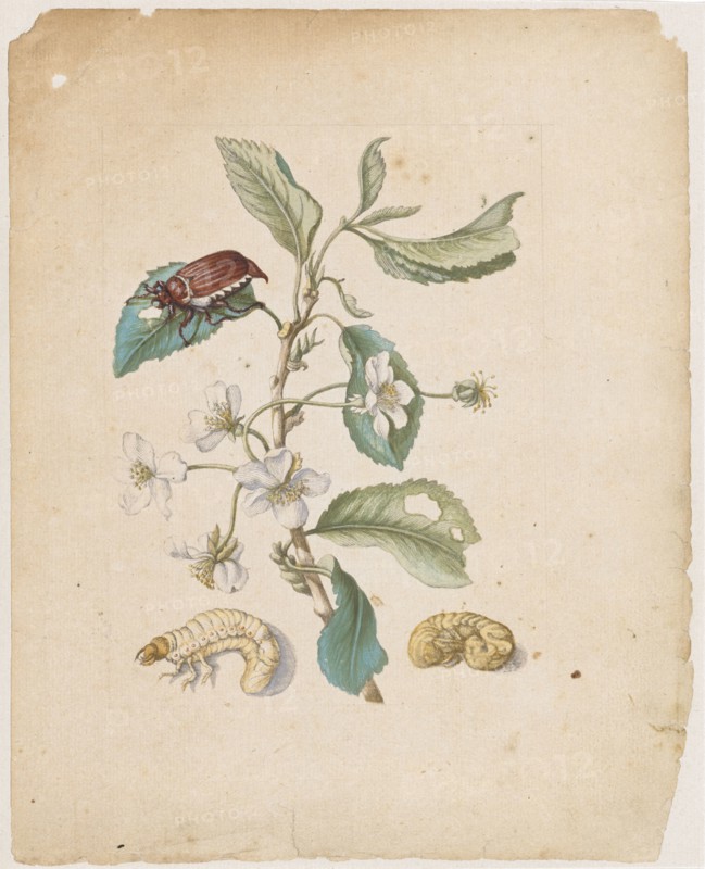 Black sweet cherry blossom., Cerasus nigra, dulcis, florens., (Cherry blossom with the stands of the May beetle), 1679, Colored overprint, laminated, Sheet: 22 x 17.5 cm, Maria Sibylla Merian, Frankfurt a. M. 1647–1717 Amsterdam