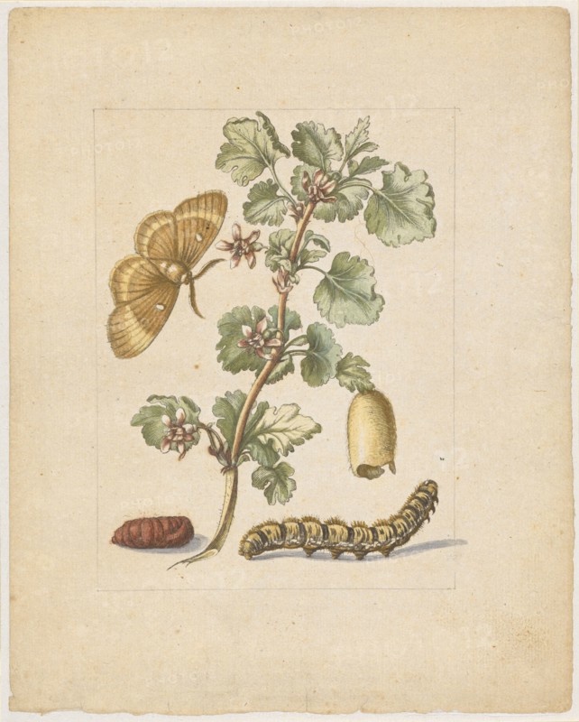 Big spanish gooseberry flower., Flos Grossulariae, satirae, spinosae., (with the female of the oak moth), 1679, Colored overprint, later by hand framed in pencil, laminated, Sheet: 21.8 x 17.4 cm, Maria Sibylla Merian, Frankfurt a. M. 1647–1717 Amsterdam