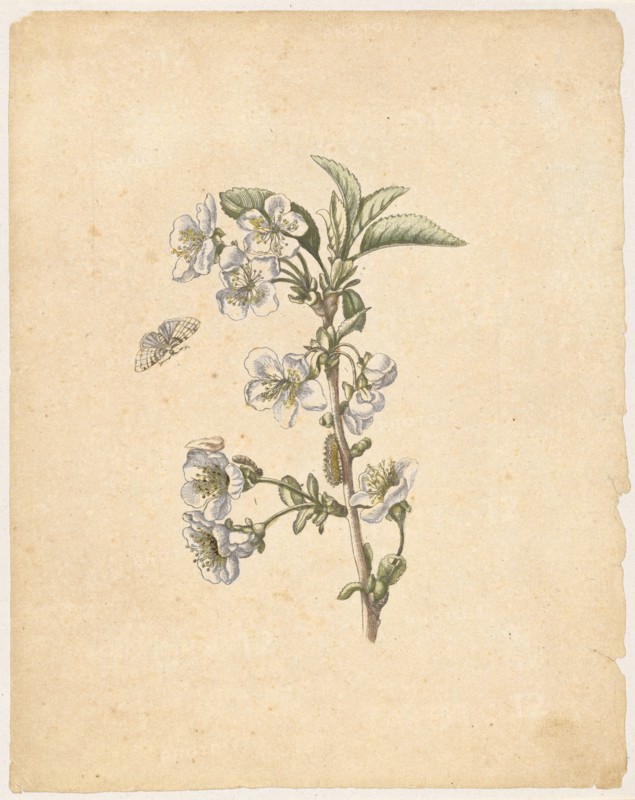 A sour cherry., Cerasus austera, florens (with spinner), 1679, colored overprint, laminated, leaf: 21.9 x 17.3 cm, Maria Sibylla Merian, Frankfurt a. M. 1647–1717 Amsterdam