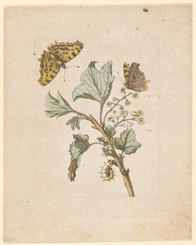 Small raw blueberry berries., Grossularia hortensis, non spinosa, florens (with C-butterfly), 1679, Colored overprint, later hand framed in pencil, laminated, Leaf: 21.7 x 17.2 cm, Maria Sibylla Merian, Frankfurt a. M. 1647–1717 Amsterdam
