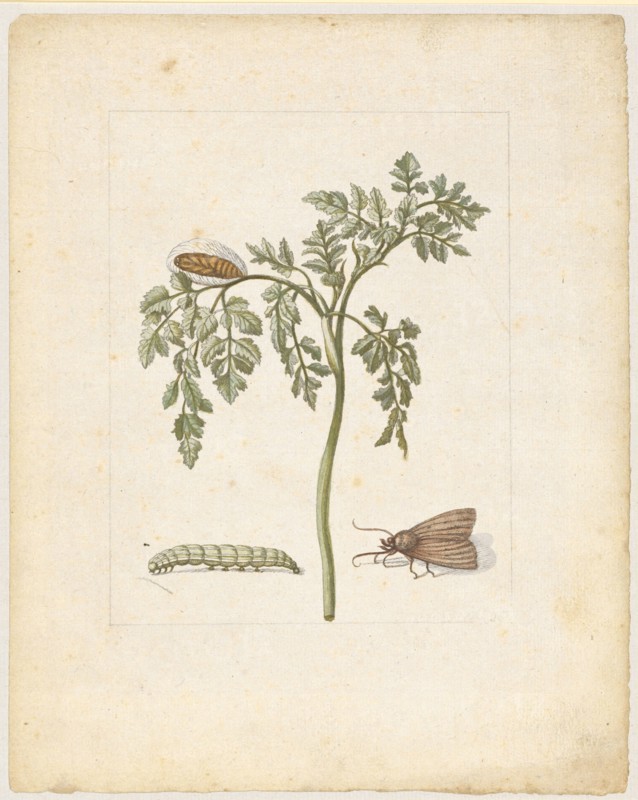 Körbel, herb., Cerefalium., (with vegetable owl), 1679, Colored overprint, later hand framed in pencil, laminated, Sheet: 21.9 x 17.4 cm, Maria Sibylla Merian, Frankfurt a. M. 1647–1717 Amsterdam