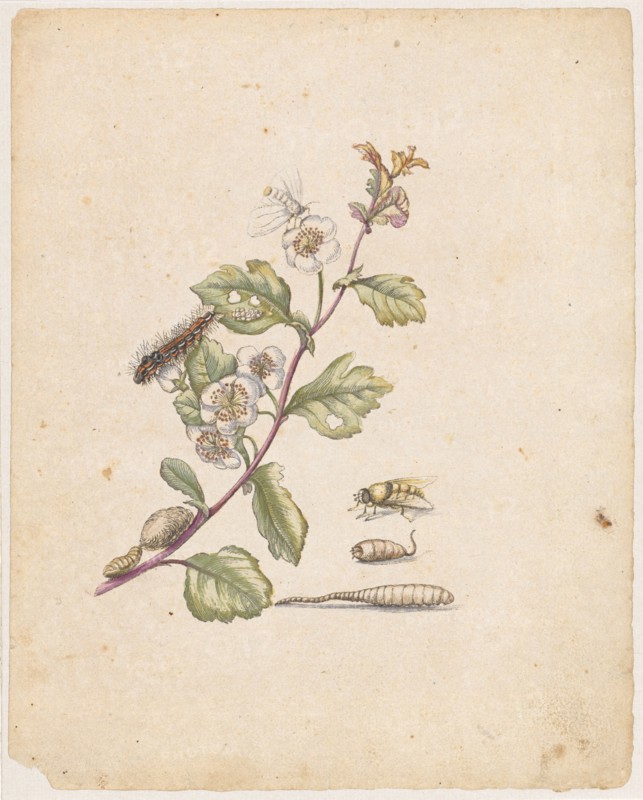 Bluender Hagdorn., Oxyacantha florens., (with swan), 1679, colored overprint, laminated, leaf: 21.8 x 17.4 cm, Maria Sibylla Merian, Frankfurt a. M. 1647–1717 Amsterdam
