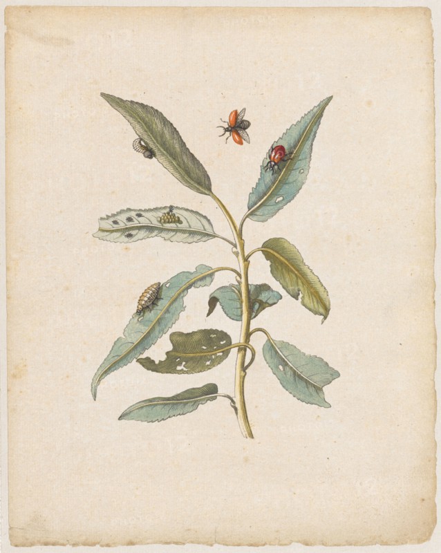 Rothe pastures., Salix, acuto folio., (Willow with poplar leaf beetle), 1679, Colored overprint, laminated, Leaf: 21.9 x 17.5 cm, Maria Sibylla Merian, Frankfurt a. M. 1647–1717 Amsterdam