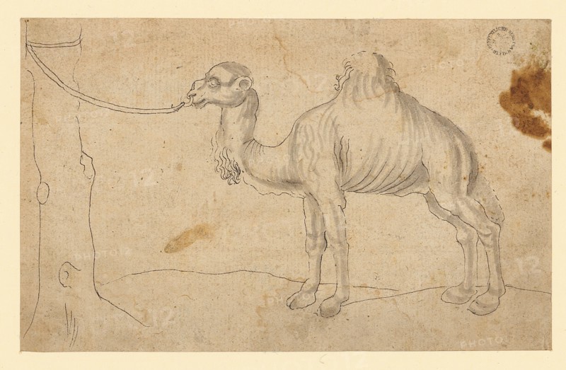 Dromedary to the left, tied to a tree trunk, beginning of the 16th century, feather in black, washed in gray, page: 8.7 x 13.9 cm, not marked, Anonym, Oberrhein (?), Anfang 16. Jh.