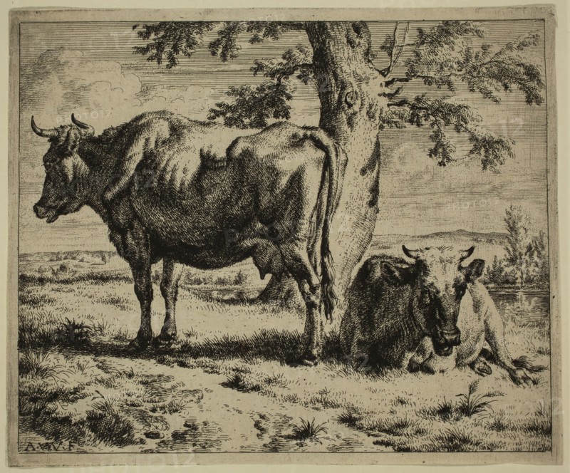Adriaen van de Velde, Dutch, 1636-1672, Two Cows at the Foot of a Tree, between 1636 and 1672, etching printed in black ink on laid paper, Sheet (trimmed within plate mark): 5 1/8 × 6 1/4 inches (13 × 15.9 cm)