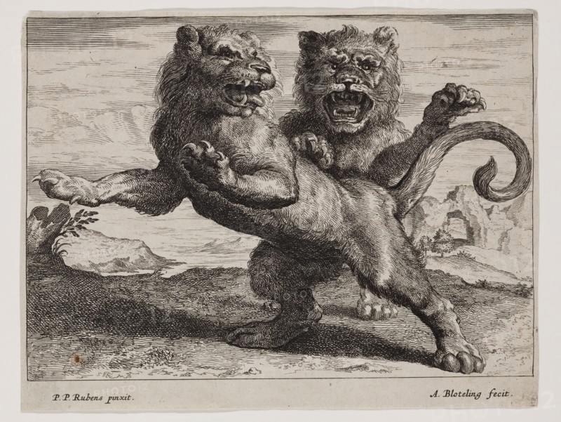 Abraham Blooteling, Dutch, 1640-1690, after Peter Paul Rubens, Flemish, 1577-1640, Lions, Plate 3, between 1660 and 1690, etching and engraving printed in black ink on laid paper, Sheet (trimmed within platemark): 5 3/8 × 7 inches (13.7 × 17.8 cm)