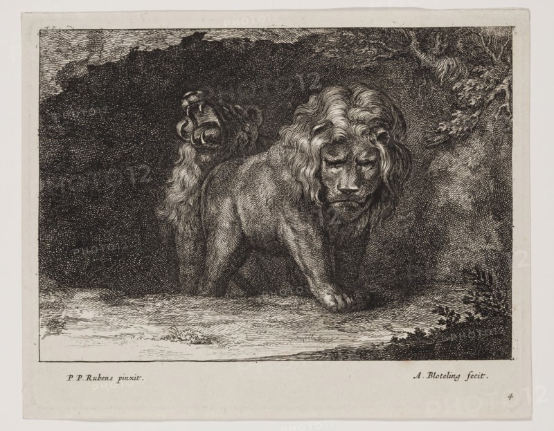 Abraham Blooteling, Dutch, 1640-1690, after Peter Paul Rubens, Flemish, 1577-1640, Lions, Plate 4, between 1660 and 1690, etching and engraving printed in black ink on laid paper, Plate: 5 1/2 × 7 inches (14 × 17.8 cm)