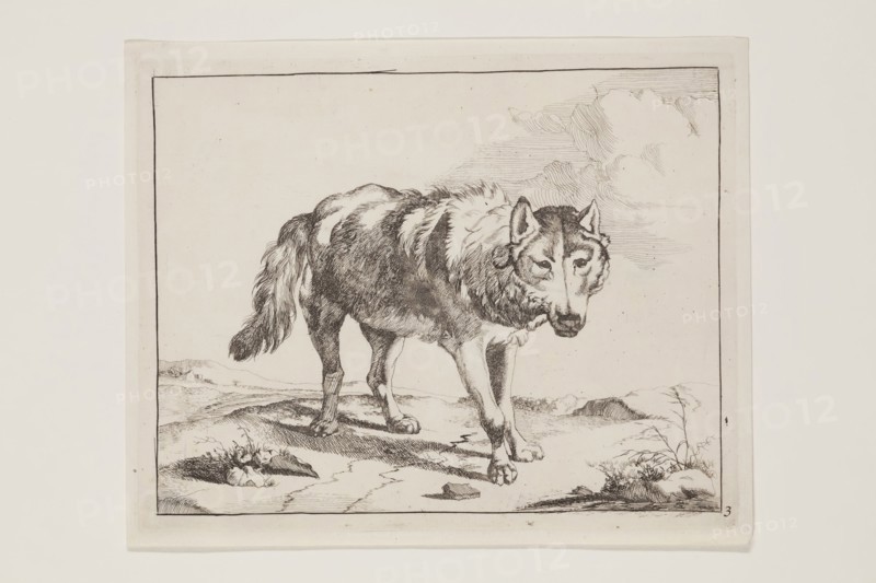 Marcus de Bye, Dutch, 1639 - 1690, after Paul Potter, Dutch, 1625 - 1654, Standing Wolf in Three-Quarter View, 17th century, etching printed in black ink on laid paper, Plate: 5 1/4 × 6 3/4 inches (13.3 × 17.1 cm)