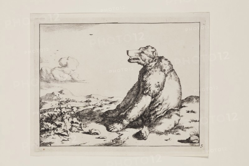 Marcus de Bye, Dutch, 1639 - 1690, after Paul Potter, Dutch, 1625 - 1654, Seated Bear Facing Left, 17th century, etching printed in black ink on laid paper, Plate: 5 1/4 × 6 3/4 inches (13.3 × 17.1 cm)