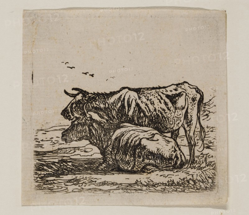 Aelbert Cuyp, Dutch, 1620-1691, Cows, between 1620 and 1691, etching printed in black ink on laid paper, Plate: 2 5/8 × 2 3/4 inches (6.7 × 7 cm)