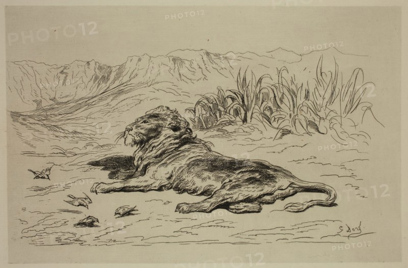 Gustave Doré, French, 1832-1883, Le Lion, ca. 1869, etching printed in black ink on laid paper, Plate: 5 3/4 × 8 1/2 inches (14.6 × 21.6 cm)