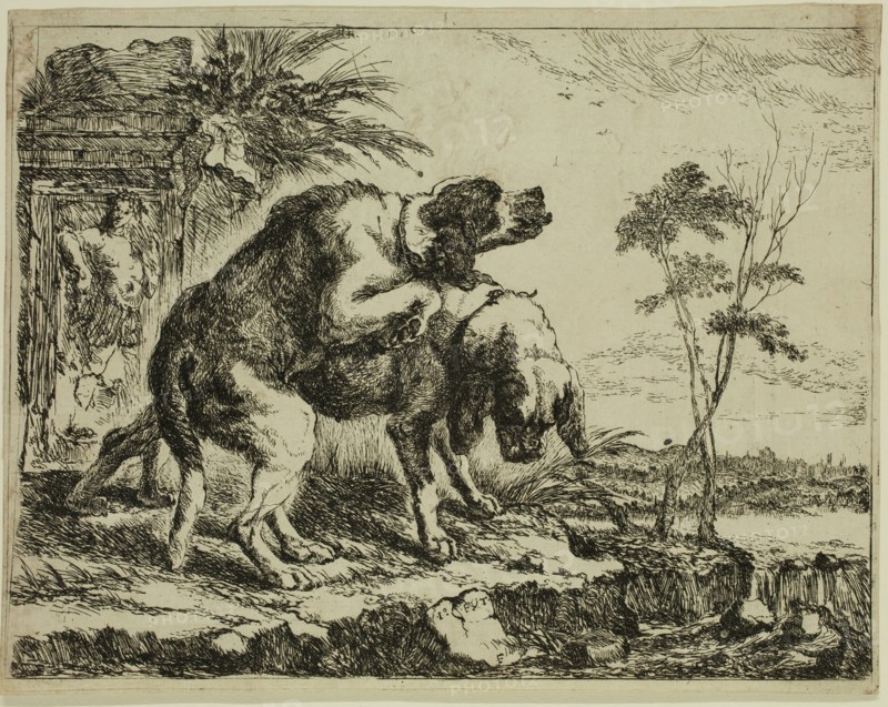 Jan Fyt, Flemish, 1611-1661, Two Dogs in the Act of Coupling, 1642, etching printed in black ink on laid paper, Plate and sheet: 6 7/8 × 8 3/4 inches (17.5 × 22.2 cm)