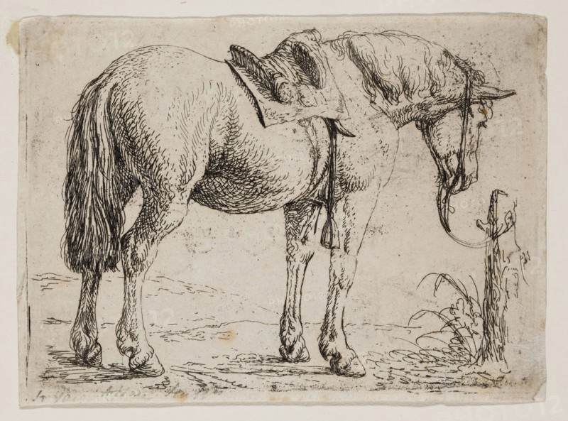 Jan van Aken, Dutch, 1614-1661, Saddled Horse, 17th century, etching printed in black ink on laid paper, Plate: 2 3/4 × 3 7/8 inches (7 × 9.8 cm)