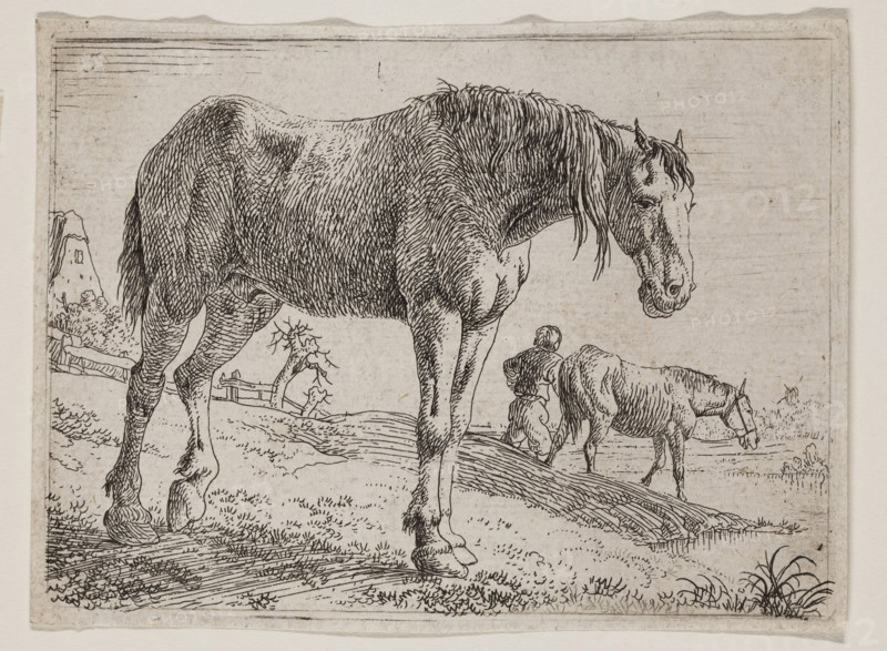 Jan van Aken, Dutch, 1614-1661, Standing Horse Facing Right, 17th century, etching printed in black ink on laid paper, Plate: 2 3/4 × 3 7/8 inches (7 × 9.8 cm)