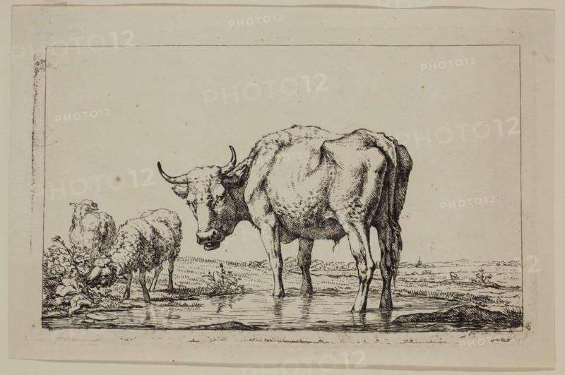 Jan, II Kobell, Dutch, 1778-1814, Standing Ox and Two Sheep, between 18th and 19th century, etching printed in black ink on laid paper, Plate: 3 7/8 × 6 3/8 inches (9.8 × 16.2 cm)