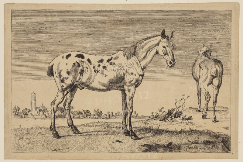 Anonymous Artist, after Paul Potter, Dutch, 1625 - 1654, The Cropped Horse, 1652, copy 1887, etching, engraving and roulette printed in black ink on laid paper, Plate: 6 × 9 1/4 inches (15.2 × 23.5 cm)
