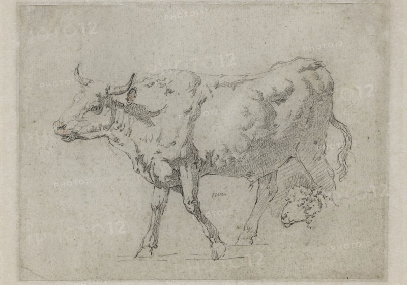 Jean Jacques de Boissieu, French, 1736-1810, An Ox and a Head of a Sheep, between 1736 and 1810, black crayon with traces of red crayon on gray laid paper, Sheet: 5 7/16 × 7 5/16 inches (13.8 × 18.6 cm)