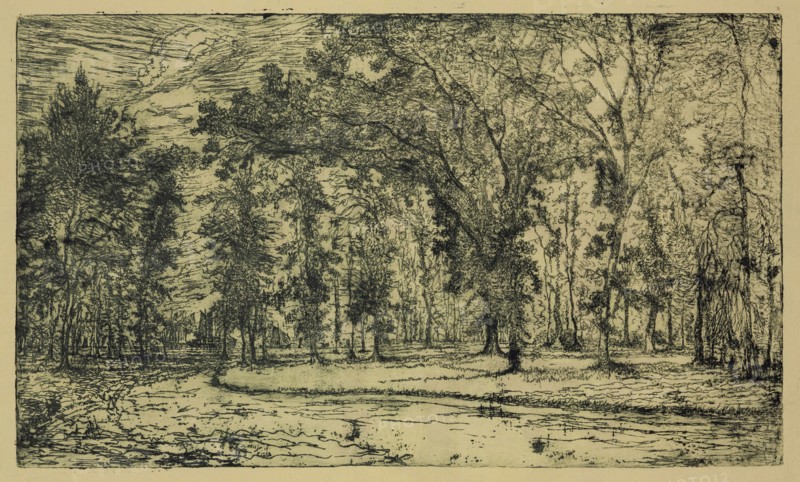 George W. Clark, American, Forest of Belle Isle Park - Detroit, 1893, etching printed in black ink on yellow wove paper, Plate: 5 7/8 × 9 7/8 inches (14.9 × 25.1 cm)